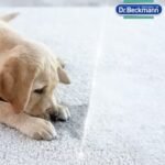 ⁦د.بيكمان 650مل فرشة مزيل بقع الحيوانات الاليفة والروائح الكريهة 6ح⁩ - الصورة ⁦7⁩