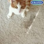 ⁦د.بيكمان 650مل فرشة مزيل بقع الحيوانات الاليفة والروائح الكريهة 6ح⁩ - الصورة ⁦9⁩